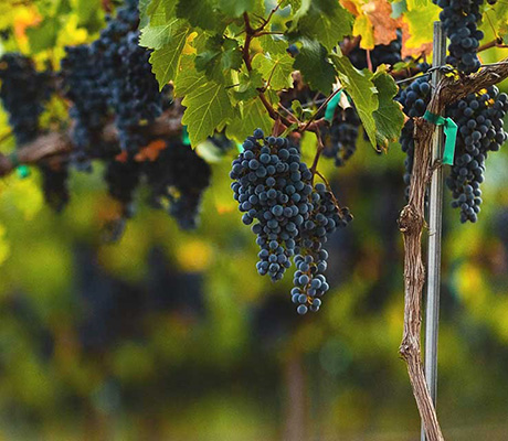 vines with fruit during harvest