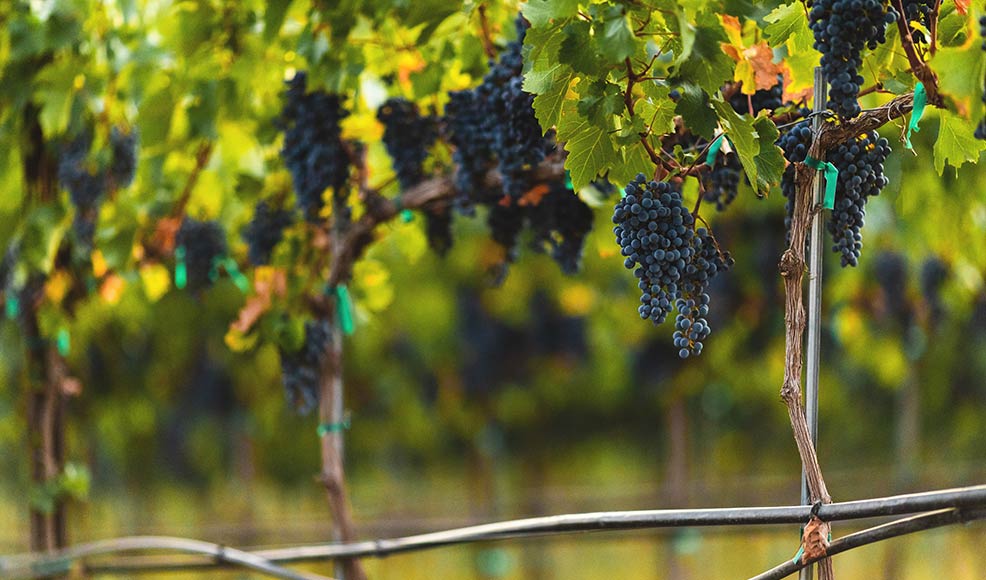 Canvasback Cabernet grapes on vine