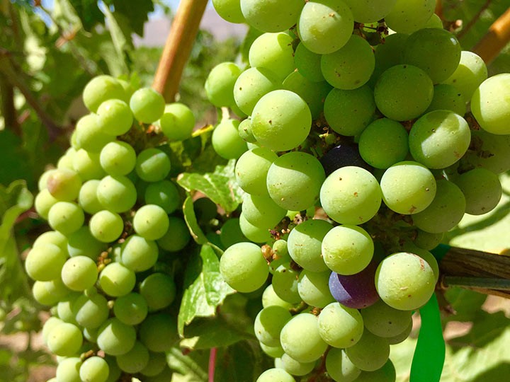 veraison