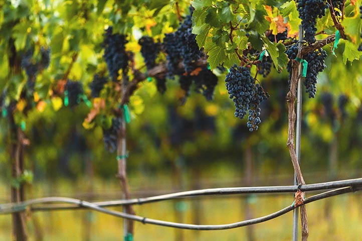 Cabernet grapes hanging on the vine