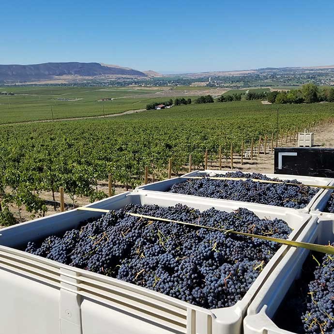 Bins of grapes being transported on Red Mountain