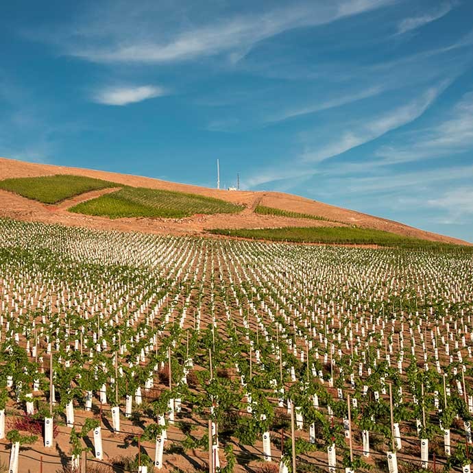 Longwinds Vineyard shoots when first planted