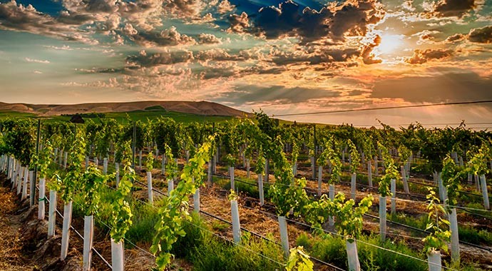 Washington State Vineyard